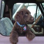 Boykin spaniel