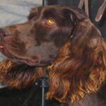 Boykin spaniel