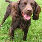 Boykin spaniel