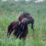 Boykin spaniel