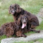 Boykin spaniel