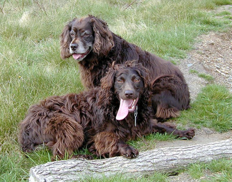 Boykin spaniel