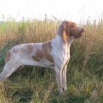 Bracco Italiano