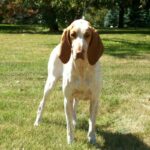 Bracco Italiano