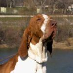Bracco Italiano