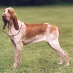 Bracco Italiano