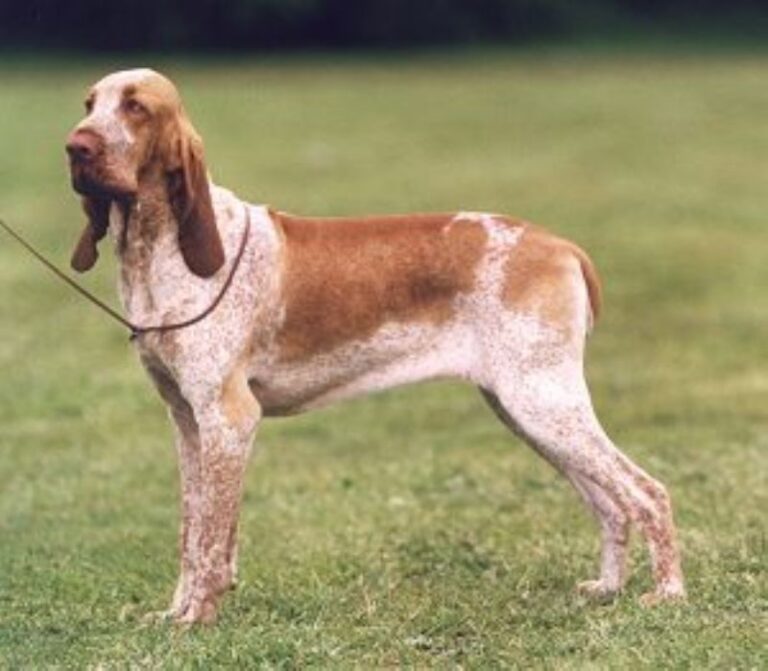 Bracco Italiano