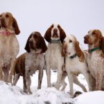 Bracco Italiano
