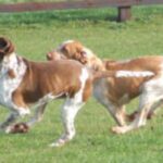 Bracco Italiano