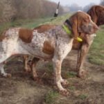 Bracco Italiano