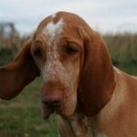 Bracco Italiano