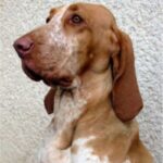 Bracco Italiano