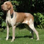 Bracco Italiano