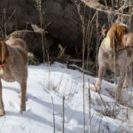 Bracco Italiano