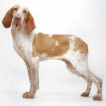 Bracco Italiano