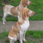 Bracco Italiano