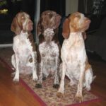 Bracco Italiano