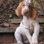Bracco Italiano