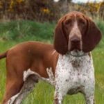 Bracco Italiano