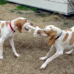 Bracco Italiano
