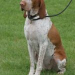 Bracco Italiano