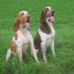 Bracco Italiano