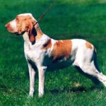 Bracco Italiano
