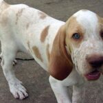 Bracco Italiano