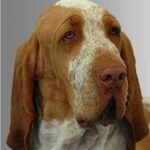 Bracco Italiano