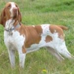 Bracco Italiano