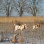 Bracco Italiano