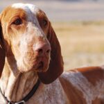 Bracco Italiano