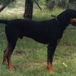 Brandlbracke
