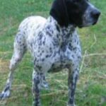 Braque d’Auvergne