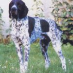 Braque d’Auvergne