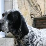 Braque d’Auvergne