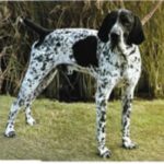 Braque d’Auvergne