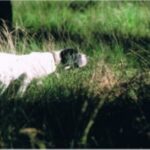 Braque d’Auvergne