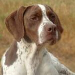 Braque Francais – Type Gascogne