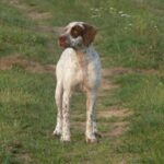 Braque Francais – Type Gascogne