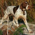 Braque Francais – Type Gascogne