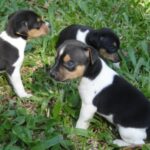 Brasiliansk Terrier
