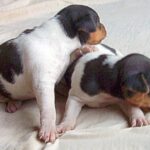 Brasiliansk Terrier