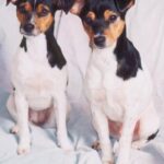 Brasiliansk Terrier