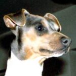 Brasiliansk Terrier