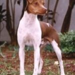 Brasiliansk Terrier