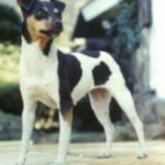 Brasiliansk Terrier