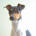 Brasiliansk Terrier