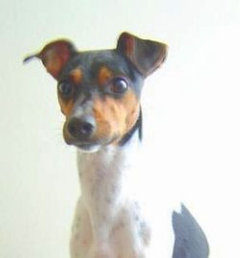 Brasiliansk Terrier
