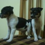 Brasiliansk Terrier